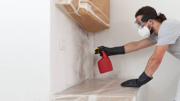 Professional Basement Mold Removal technician working in Fallston, MD