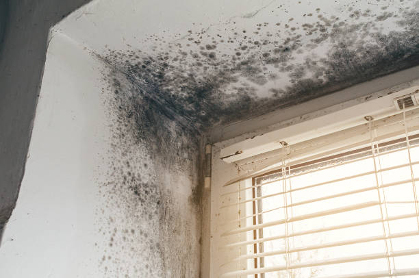 Affordable Basement Mold Removal solutions in Fallston, MD