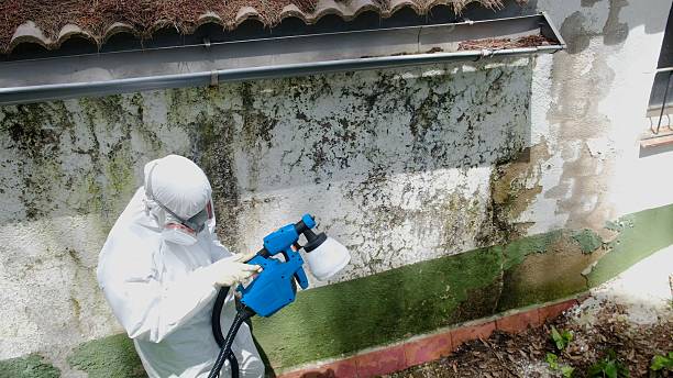 Top rated local Basement Mold Removal specialists in Fallston, MD
